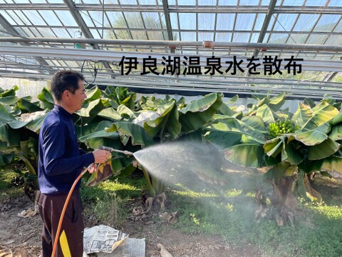 【NHK・中京テレビ で紹介】伊良湖温泉バナナ（冷凍）500ｇ