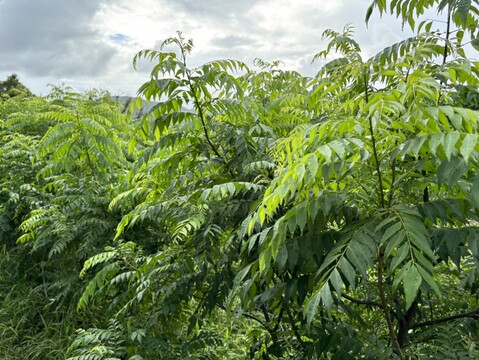 【沖縄県産、摘みたて出荷】カレーリーフ 30g