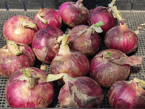 🥔🥕🧅届いたその日からごちそう｜カレー・シチュー野菜セット合計約6kg｜旬のじゃがいも・玉ねぎ・にんじん｜農薬・化成肥料不使用🥔🥕🧅