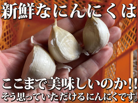 【今だけの大特価セール！】令和６年新物 ５キロ！ 青森県産にんにく 最高級品種 ホワイト６片 土付き玉