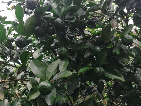 【期間限定】まとめてお得！！ シークヮーサー  6kg