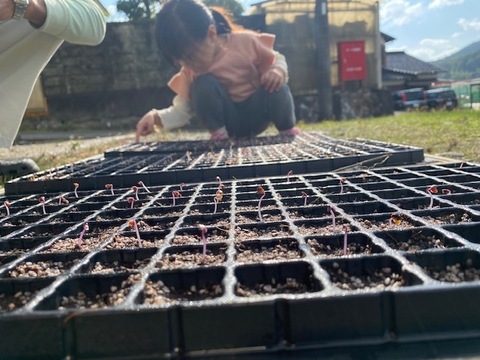 栄養満点！彩り鮮やかな✨ムラサキキャベツ　５キロ箱　（例:400～1,000キロサイズで詰め合わせ）