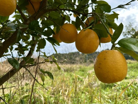 大自然の棚田で育った河内晩柑　自然栽培