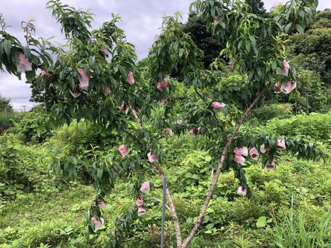 neiro様専用　白鳳　小玉サイズ　木でしっかり完熟させた皮ごと食べれる自然栽培の桃８個（1個の重さは130gから170g）　有機JAS認証取得