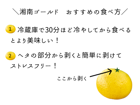 【幻の柑橘】数量限定！湘南ゴールド （1kg）ほどよい酸味と爽やかな香りが特徴