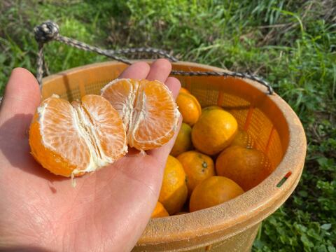 【数量限定】はれひめ　3キロ　農薬・化学肥料不使用