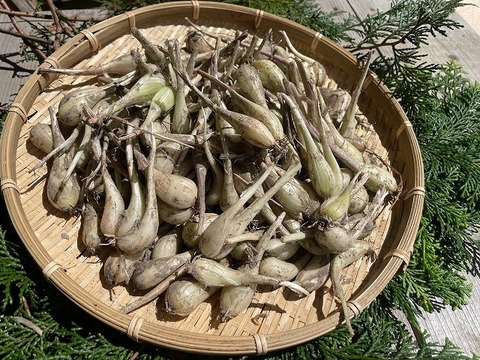 パリポリ食感がクセになる！泥付き生らっきょう～１Kg