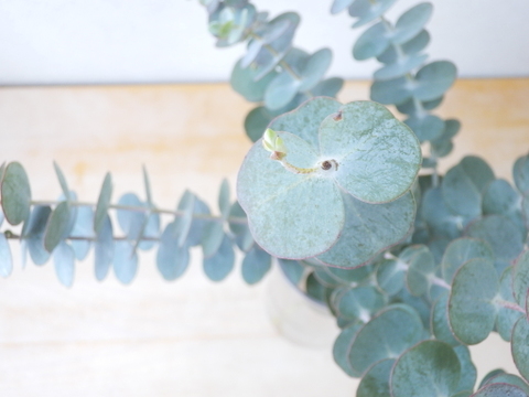 ユーカリ枝物【ベイビーブルー】(30～40㎝/10本)インテリアをおしゃれに！アレンジにも