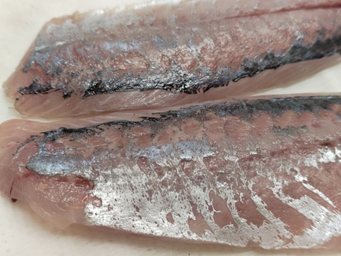 【期間限定】どんちっちアジ/高級ブランド/脂質10％/以上/トロアジの最高峰/900～1000ｇ【冷凍】【2025新物】