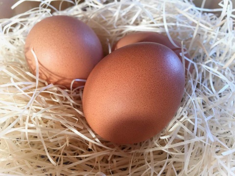 ちょっとだけ小さめの酵母・平飼いたまご50個（元気たまご）