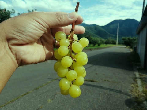 ［訳あり＆加工向け］2023/10/24収穫分・行き先を失ってしまうシャインマスカット（計２ｋｇ以上）＊常温発送