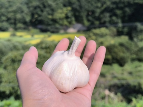 ✨青森県十和田産｜濃厚旨味のホクホクにんにく500ｇ✨