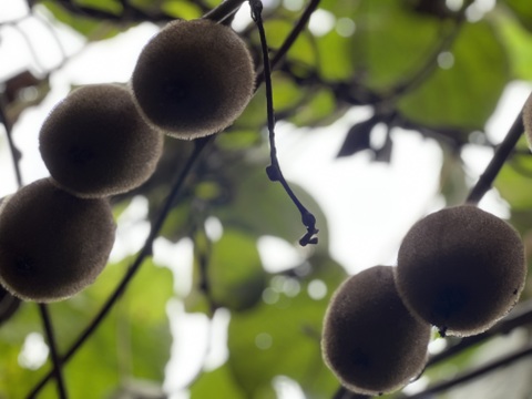 自然農のキウイフルーツ(2kg)