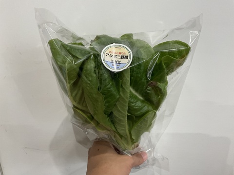新鮮採れたて！アクアポニックス産レタスセット　300g