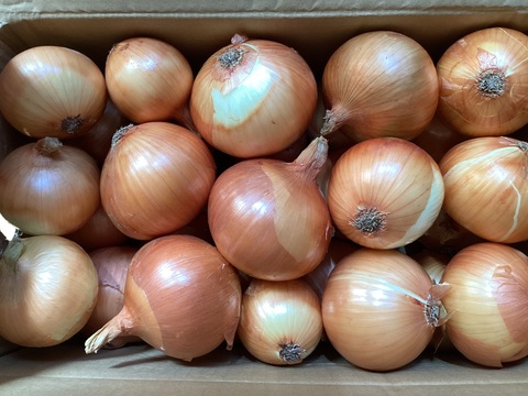 農薬、除草剤不使用！淡路島玉ねぎ5kg