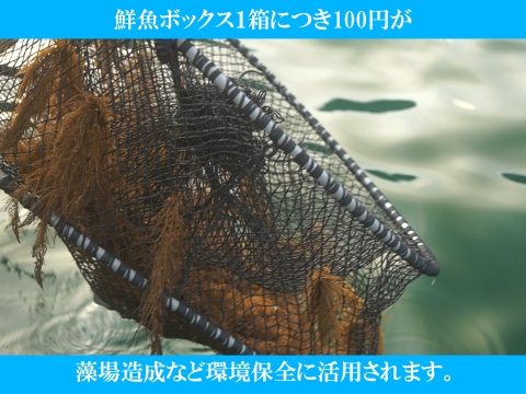 旬真っ盛り！マアジ５ｋｇボックス100~200g/尾【５月～期間限定・水揚げ無くなり次第終了】※下処理なし≪発泡スチロール箱≫