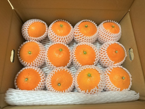 【贈答品】愛媛の段畑まどんな　9〜12玉(紅まどんなと同品種)