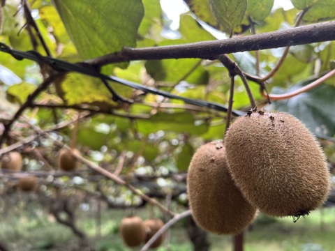 自然農のキウイフルーツ(3kg)