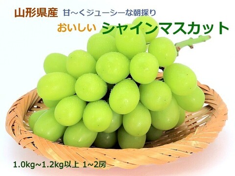 完熟朝採りシャインマスカット1.0kg以上～ 1～2房 秋の果物 ぶどう 山形県産