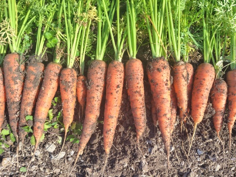 冬の野菜セット（6～8品目）兵庫県産　ご家庭用　重さ6kg