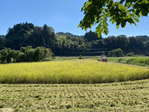 R8年産 新米】農薬不使用・自然栽培米コシヒカリ（玄米）5kg×2：富山県