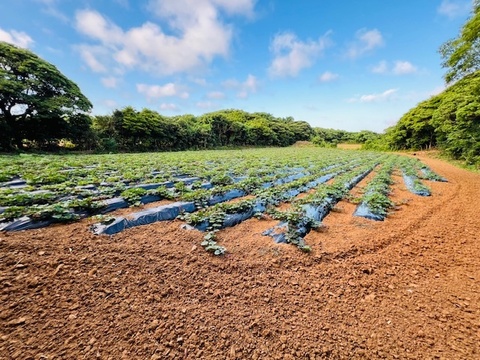 秋の味覚を贅沢に食べ比べ！比べて楽しい！美味しい！長崎県五島産有機さつまいも【紅はるか・紅あずま・安納芋】ご家庭用・5kg(15本前後)