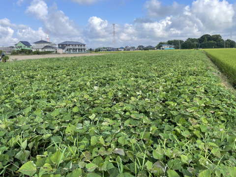 自然の恵みを活かした極上の甘さ！さつまいも紅はるか 1kg M〜2Lサイズ混合【茨城県産 農薬化学肥料不使用】