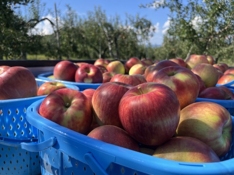 綺麗な葉とらずサンつがる 5キロ箱使用 12～18玉