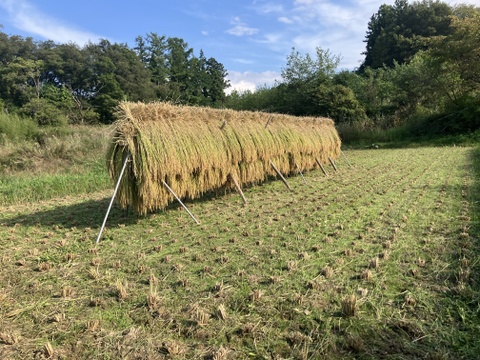 新米2025｜岩手・花巻産 ササニシキ 白米5kg｜稲架掛け天日干しで香り豊かに仕上げた限定米