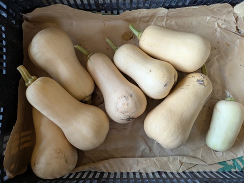 お試し】まろやか風味の福岡産バターナッツカボチャ 2個から3個