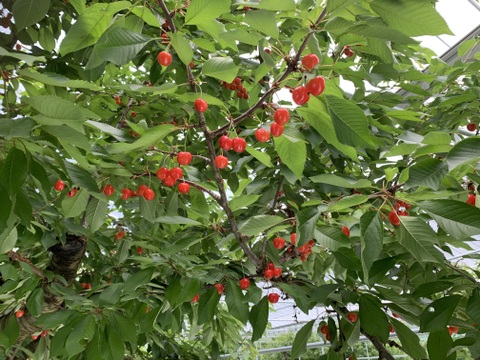 【訳あり】ご家庭用‼︎数量限定‼︎コスパ抜群‼︎500g‼︎お買い得‼︎東根産佐藤錦