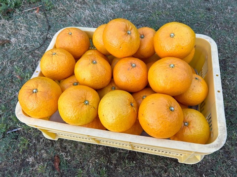 木成りジューシー！オーガニックあまなつ(和歌山県産JAS有機栽培柑橘甘夏 立派な2L・3Lサイズ5玉)