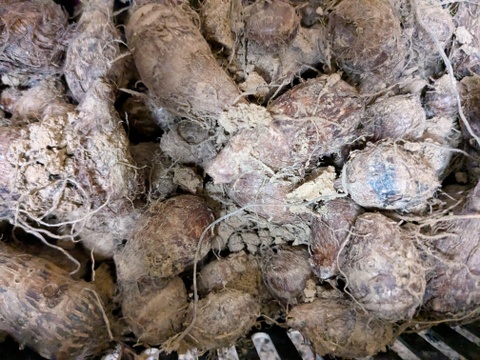 小さいヤツガシラ　1ｋｇ