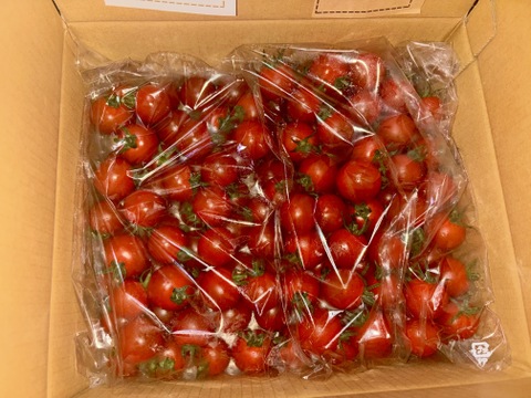 笑顔引き出す！みにとまとの食べ比べ 1.5kg