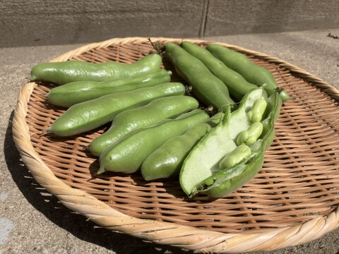 【朝採り当日発送】ぷりぷり極上の甘み！さや付き新鮮そら豆（たっぷり2kg）
