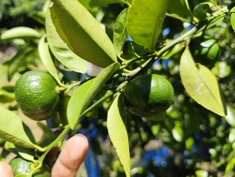 期間限定！奄美大島産の南国シークワーサー✿香りと酸味が際立つ新鮮果実 3kg✿農薬不使用栽培です。毎日のドリンクやスイーツ、お料理に楽しめます。