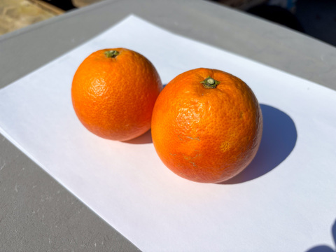 ［5kg］《ブラッドオレンジ（タロッコ）》柔らかい果肉×華やかな香り（大小混合・訳あり含む）