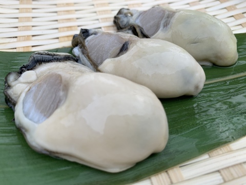 異次元の美味しさ！　杭打ち式牡蠣　むき身１K　生食用　自然と共もに生きるということ