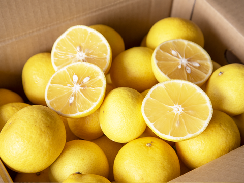 【先着10名様限定！】伊藤農園認定 農家さんの木成り 完熟 黄金柑 訳あり品 2.5kg【5月上旬より発送予定】354-2h