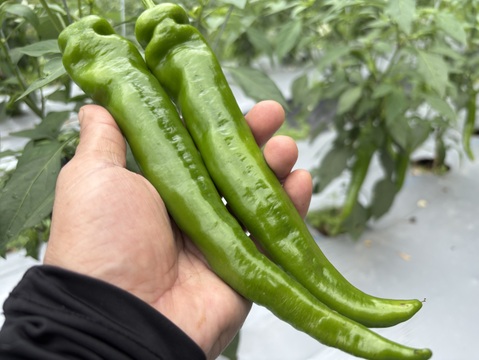 舞鶴特産品【万願寺とうがらし】超逸品　甘くて肉厚!! 農薬化学肥料不使用 １ｋｇ