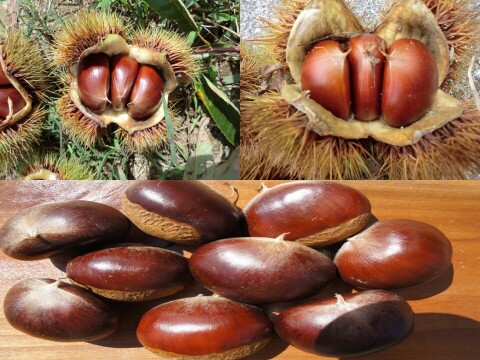 【３品種 食べ比べ 銀寄と筑波と利平 】 甘みを上げた氷温貯蔵 自然栽培栗