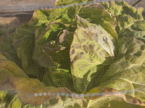 ✨農薬・化成肥料不使用の新鮮キャベツ1玉と旬のお野菜✨