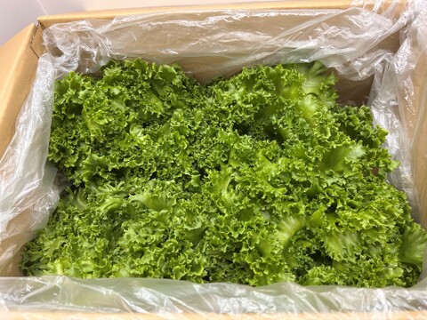 サクッ！水耕栽培クリスピーレタス1kg 1玉350ｇ〜400g/3~4玉