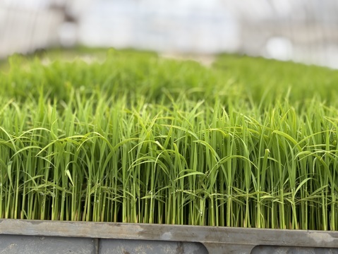 新潟県産純米コシヒカリ【令和7年産 新米🌾】 枝豆の郷から産地直送【お歳暮も承ります】