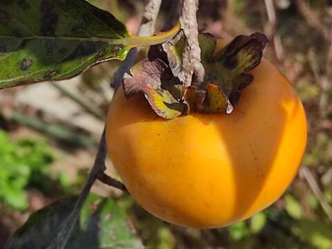 ✨【甘柿（富有柿）】2.8kg（23～30玉）　農薬肥料不使用の自然栽培✨