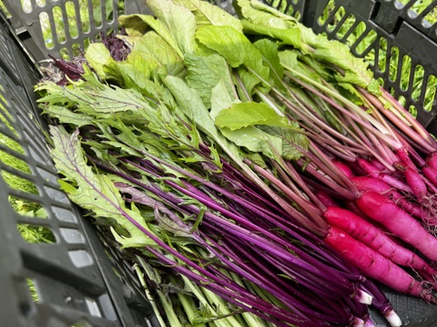 朝採れ！自然栽培野菜4種の極上サラダセット　700g