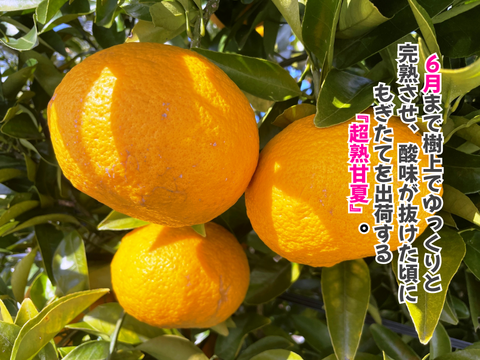 【超熟甘夏 – 雨と太陽と時間が育てた果実】尾鷲甘夏お試し2kg