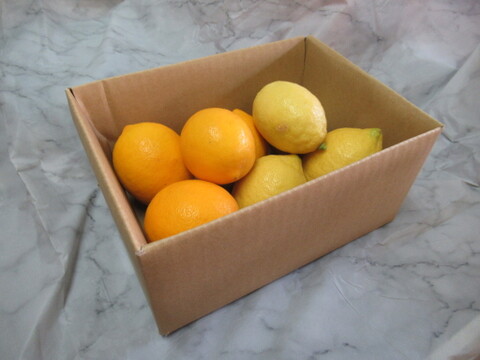 香りと酸味を楽しむ｜マイヤーレモン＆リスボンレモン 食べ比べセット1kg
皮まで使える・静岡県産