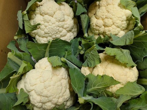 山の農村の白い宝石「若栃産カリフラワー（雪まつり）」（4個入り）