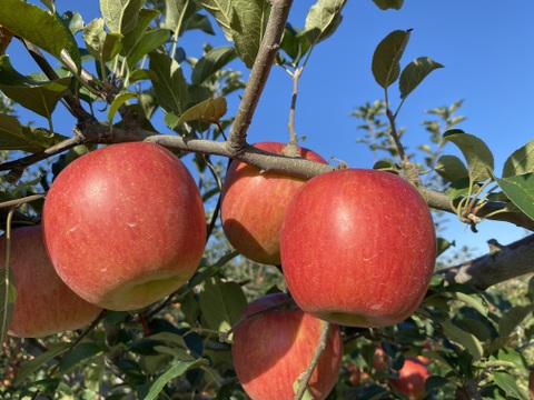 果汁たっぷり！青森県産『シナノスイート 』🍎家庭用5㎏(13玉～20玉)【収穫間近！】